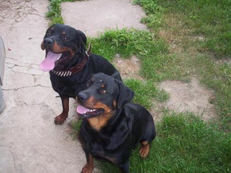 a gauche virus a droite titan