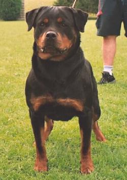 virus majestueux mon chien!!!