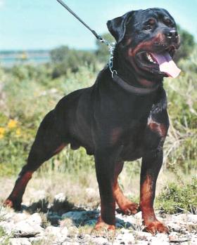 titan trop beau mon deuxieme chien!!!